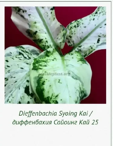 Ищу диффенбахию Сайоинг Кай - Хобби и отдых в Красноярск