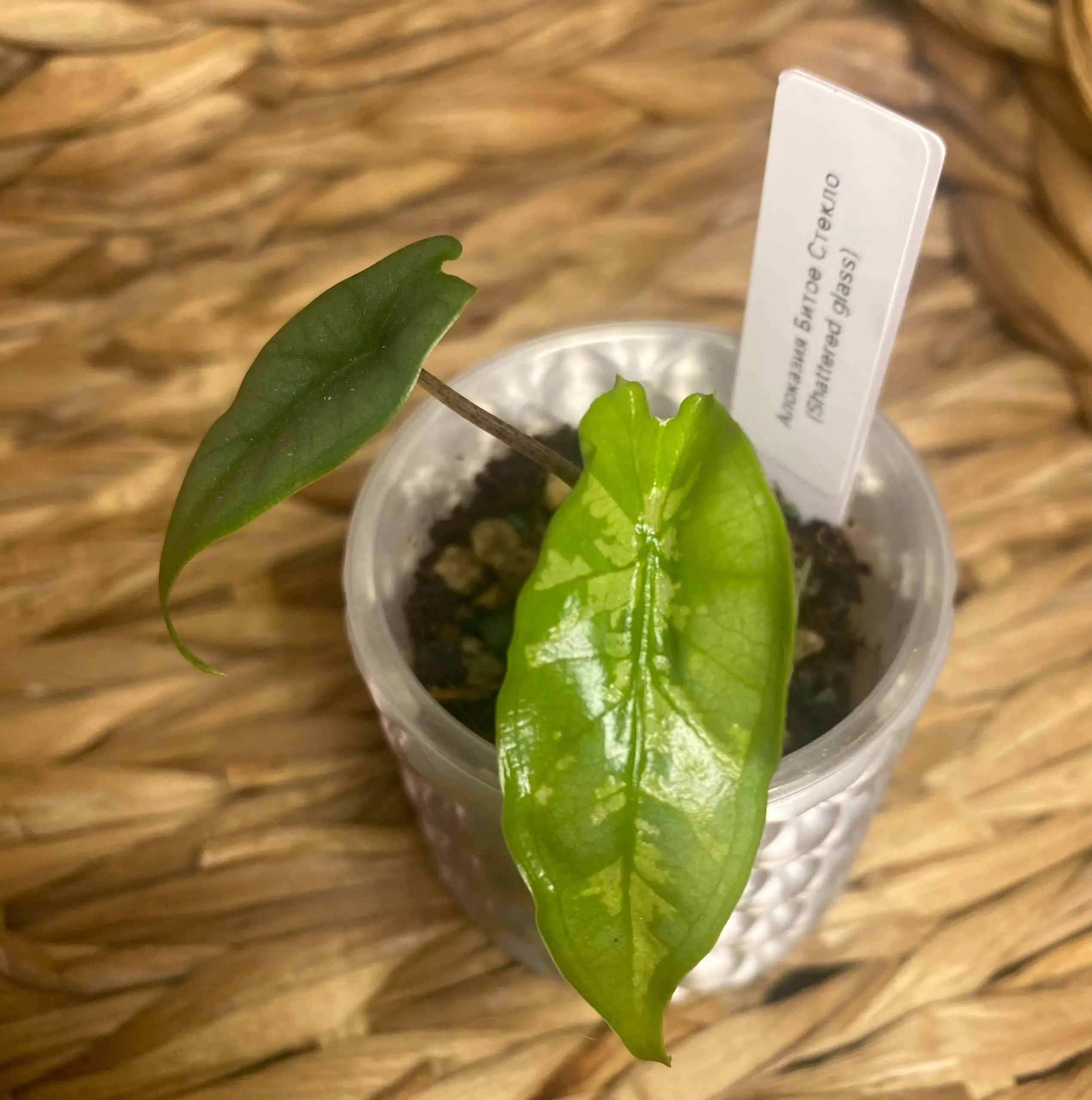 Алоказии набор (3 штуки) - Комнатные растения (Для дома и дачи) в Красноярск