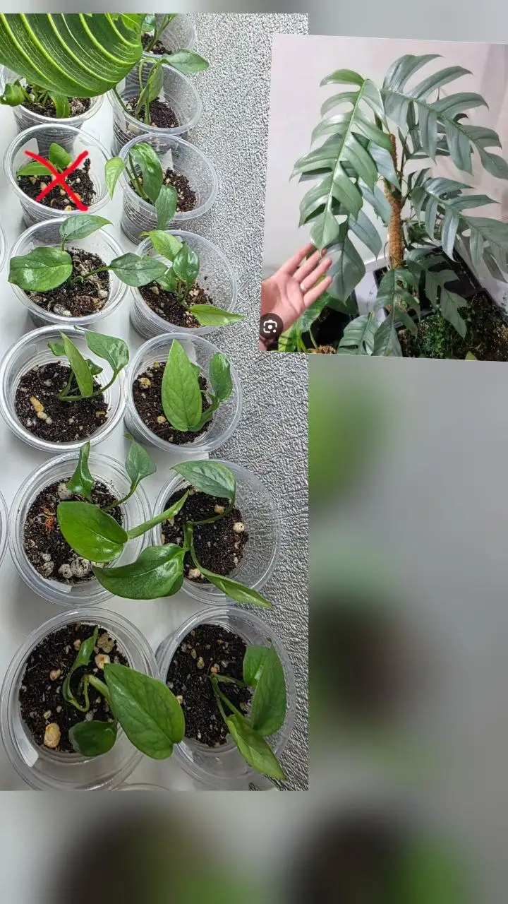 Epipremnum Pinnatum Cebu Blu - Комнатные растения (Хобби и отдых) в Красноярск