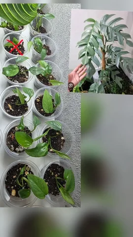 Epipremnum Pinnatum Cebu Blu - Семена в Красноярск