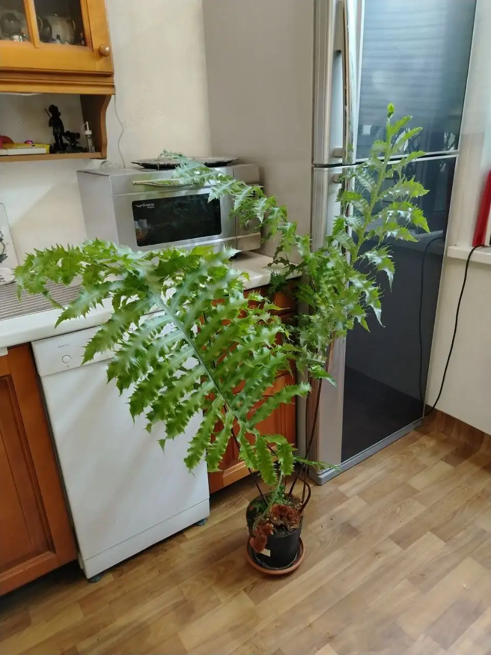 Продажа спатифиллумов: материнское растение с детками - Растения (Хобби и отдых) в Красноярск