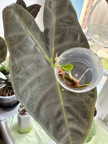Алоказия Кортхалси 🌿 - Мягкие игрушки в Красноярск