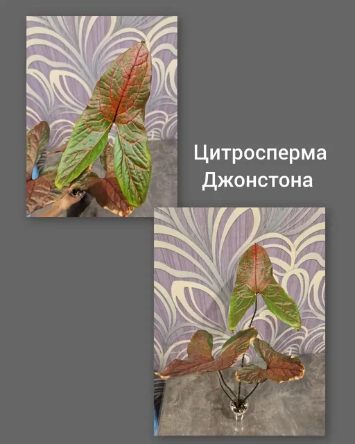 Продажа взрослых Алоказий - Электронные сигареты и вейпинг в Барнаул