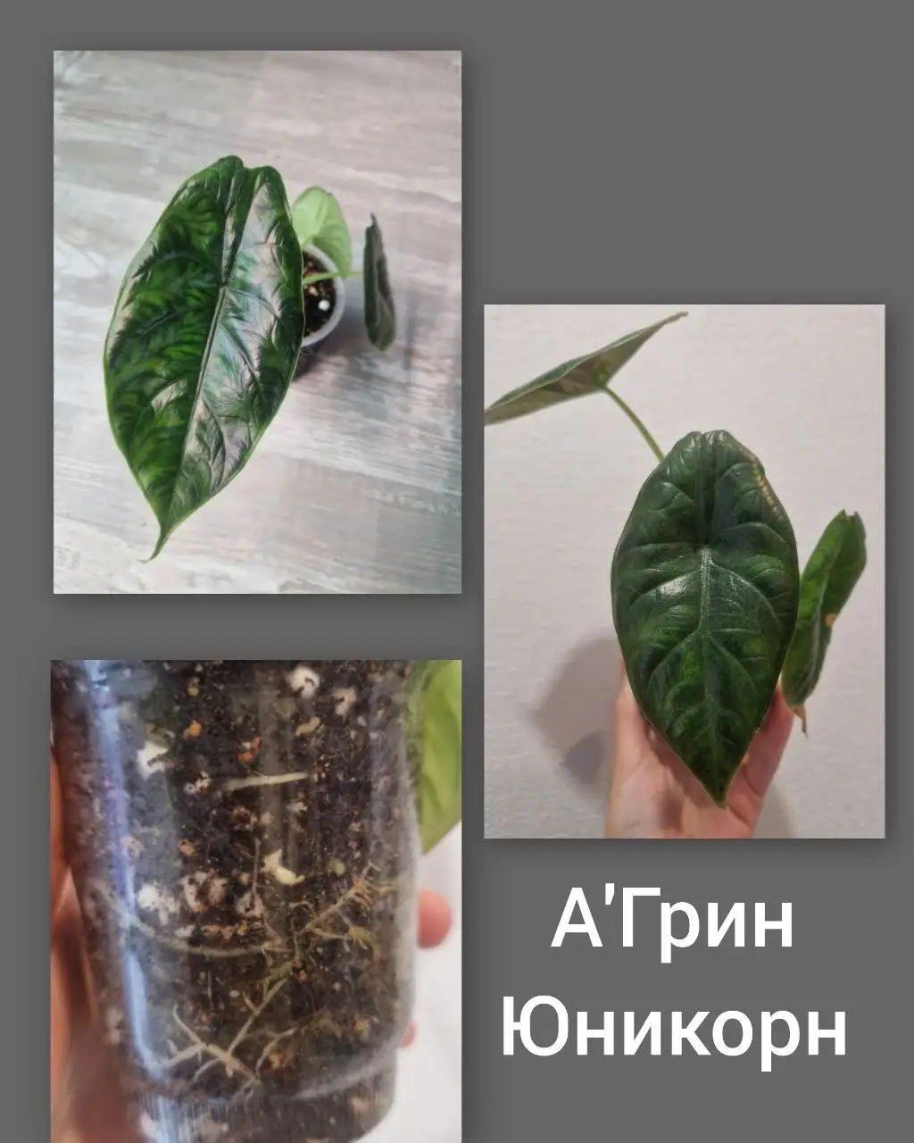 Продажа взрослых Алоказий - Растения (Хобби и отдых) в Барнаул