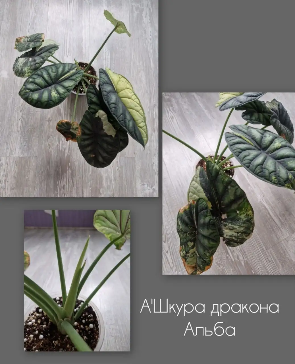 Продажа взрослых Алоказий - Растения (Хобби и отдых) в Барнаул
