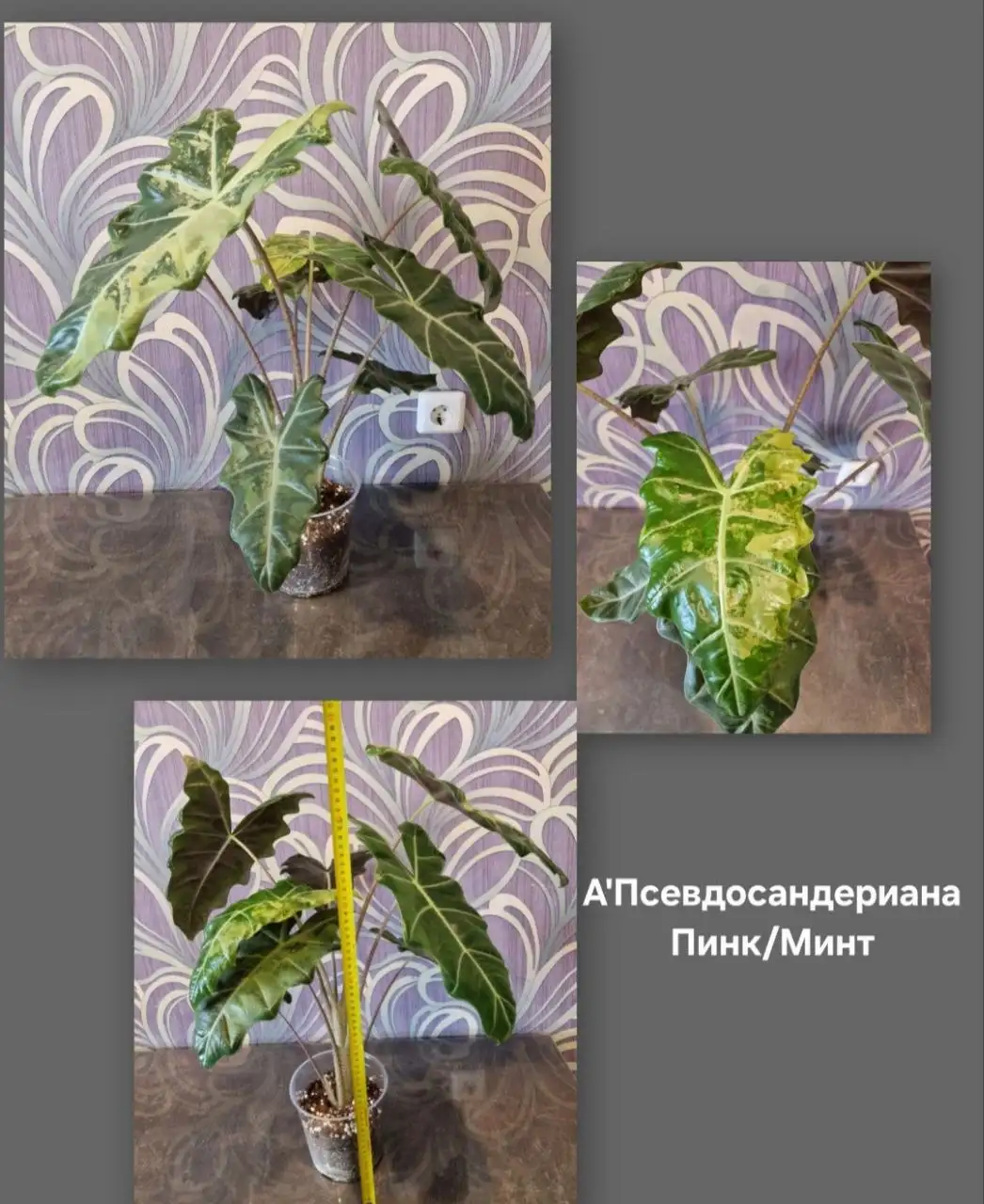 Продажа взрослых Алоказий - Растения (Хобби и отдых) в Барнаул