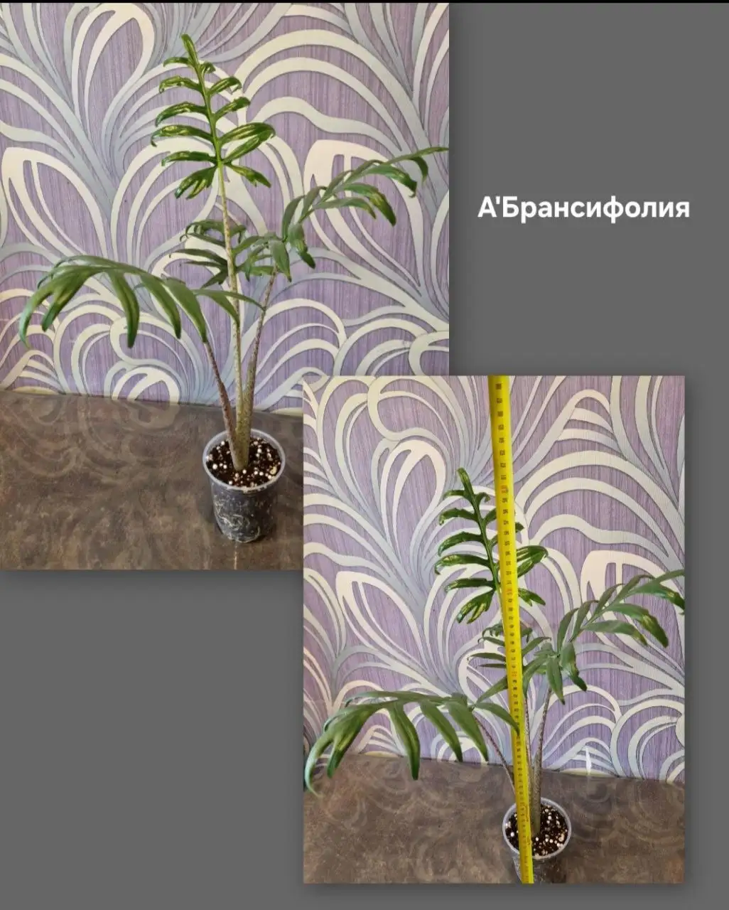 Продажа взрослых Алоказий - Растения (Хобби и отдых) в Барнаул