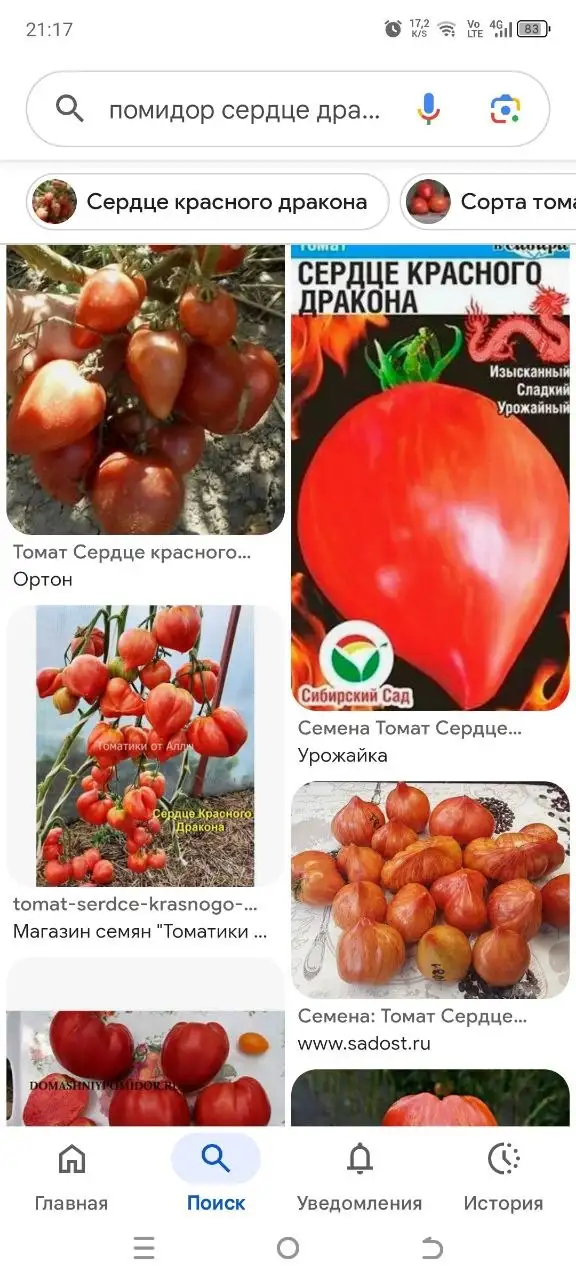 Саженцы томата Сердце дракона - Рассада и саженцы (Растения) в Красноярск