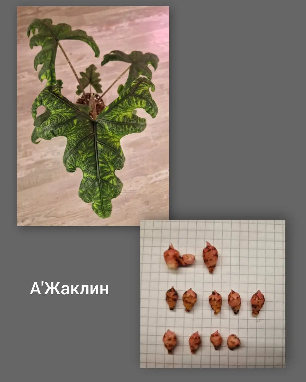 Продажа клубней Алоказии Жаклин - Растения в Барнаул