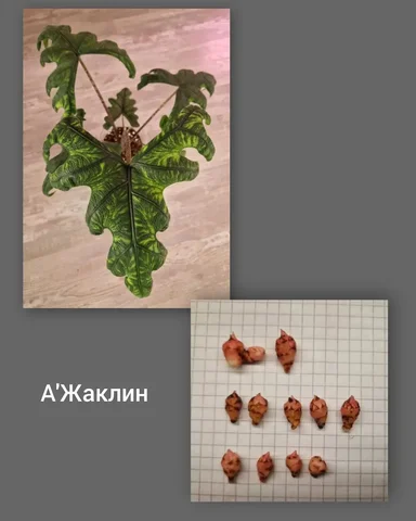 Продажа клубней Алоказии Жаклин - Растения в Барнаул
