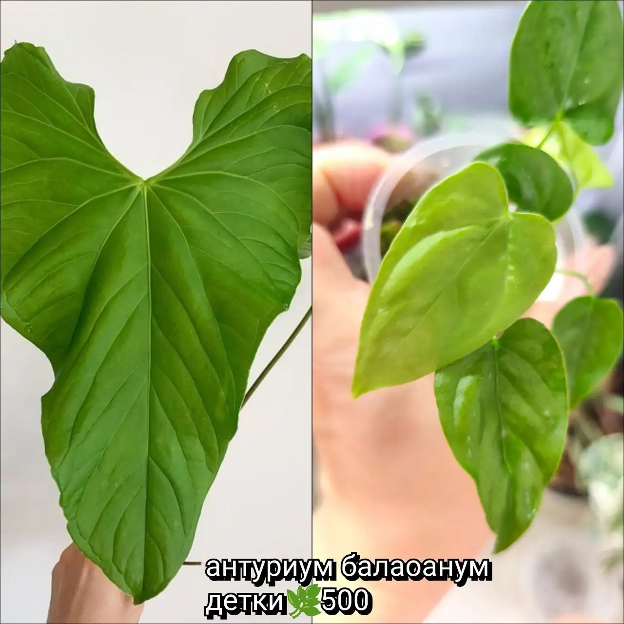 Комнатные растения Красноярск - Растения (Хобби и отдых) в Красноярск