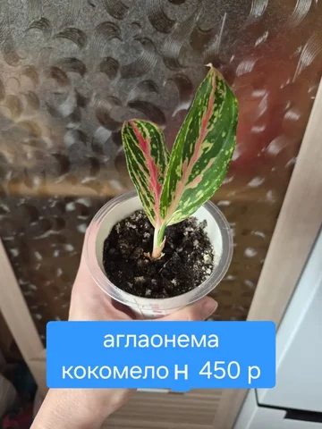 СПА продажа комнатных растений - Семена в Красноярск