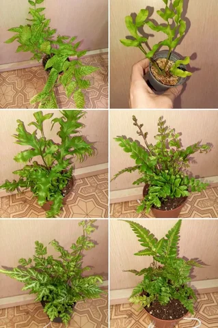 Комнатные папоротники в Иркутске - частное объявление в Иркутск
