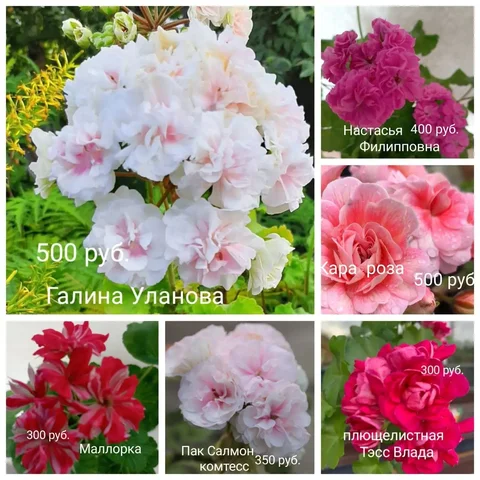 Укоренённые черенки пеларгоний - Масло в Красноярск