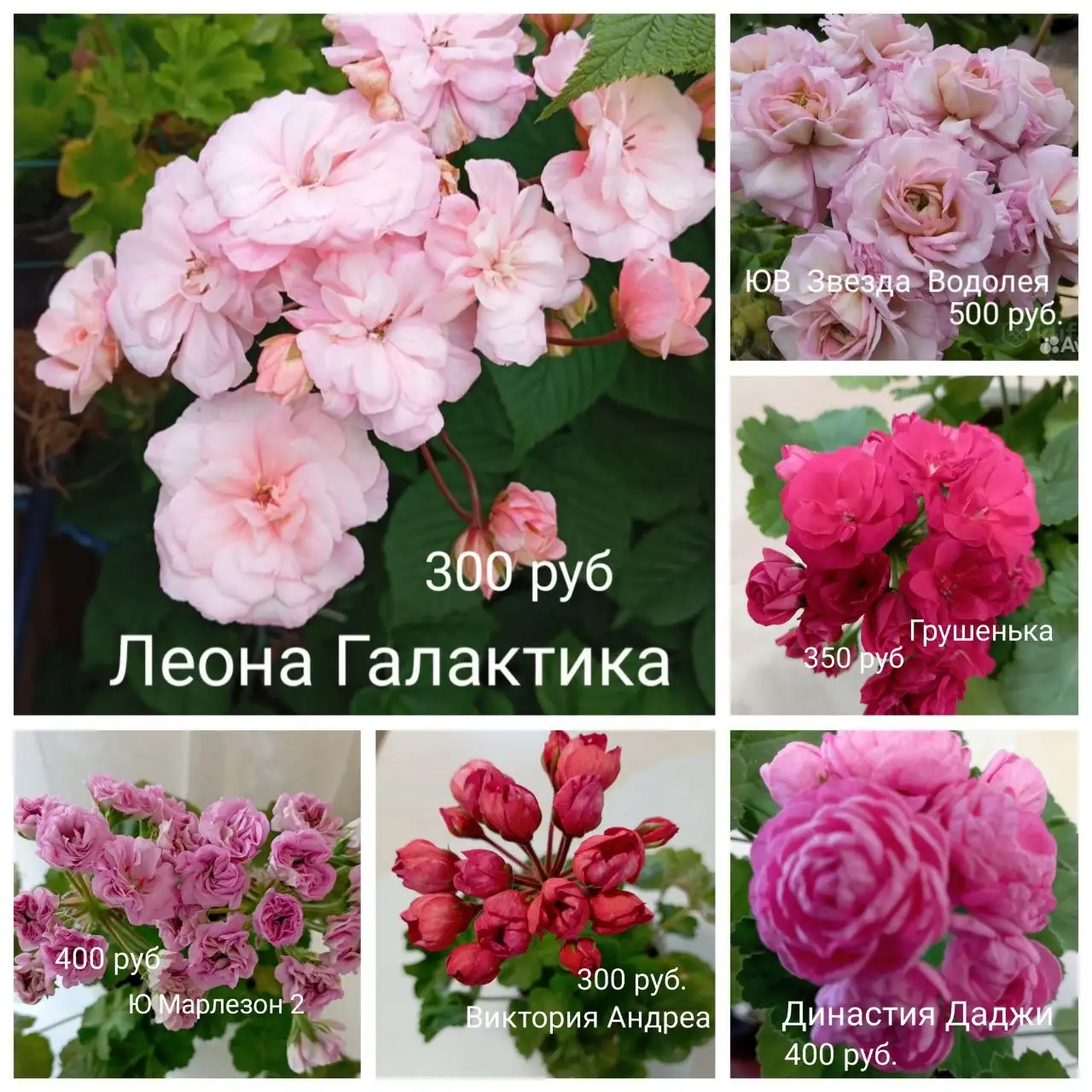 Продам укоренённые черенки пеларгоний - Растения (Для дома и дачи) в Красноярск