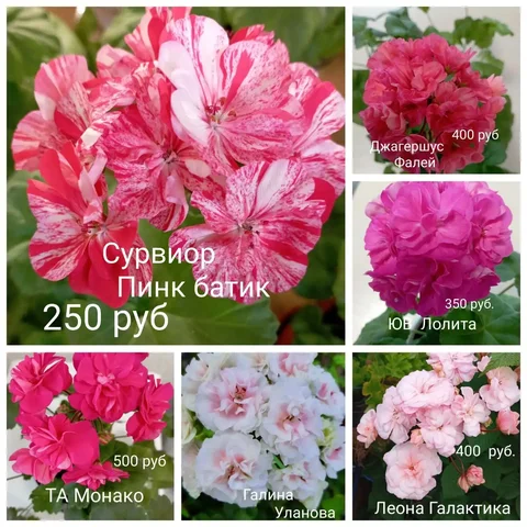 Укоренённые черенки пеларгоний - Мягкие игрушки в Красноярск