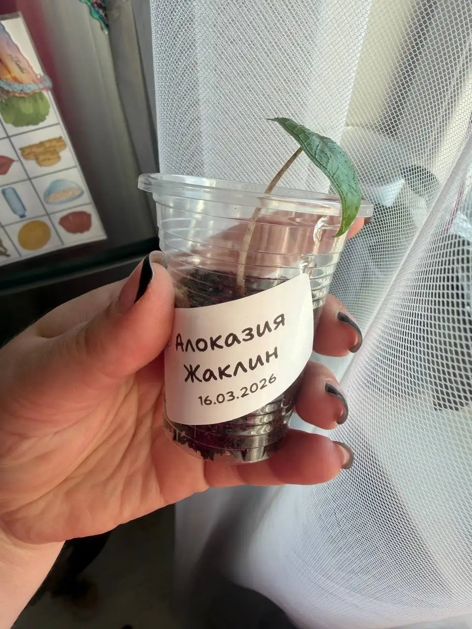 Детка алоказии Жаклин - Комнатные растения (Хобби и отдых) в Красноярск