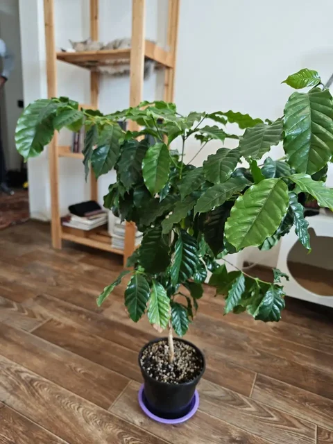 Кофейное дерево 60 см - частное объявление в Красноярск