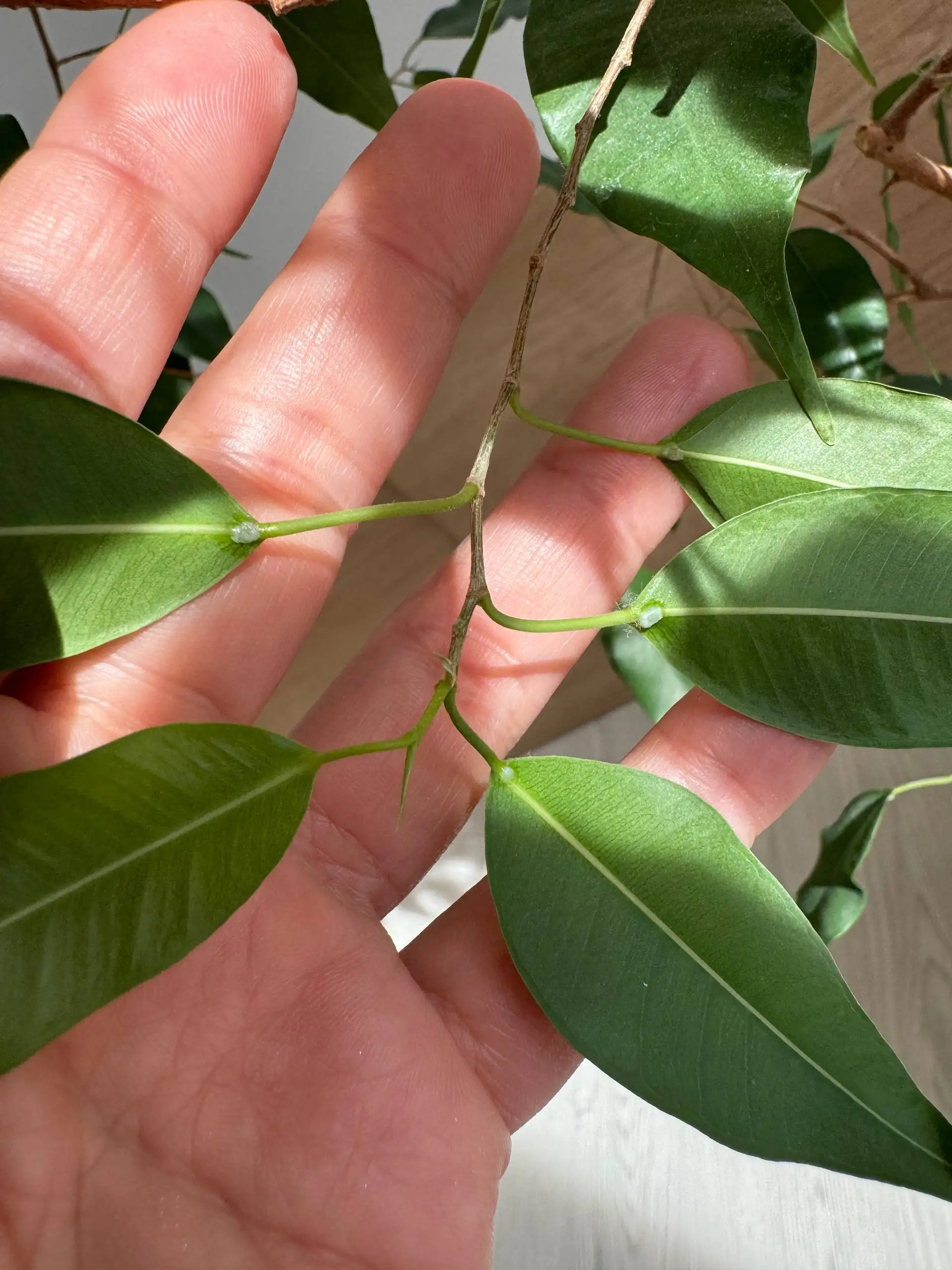 Вопрос о каплях на листьях фикуса - Консультация по комнатным растениям (Услуги) в Красноярск
