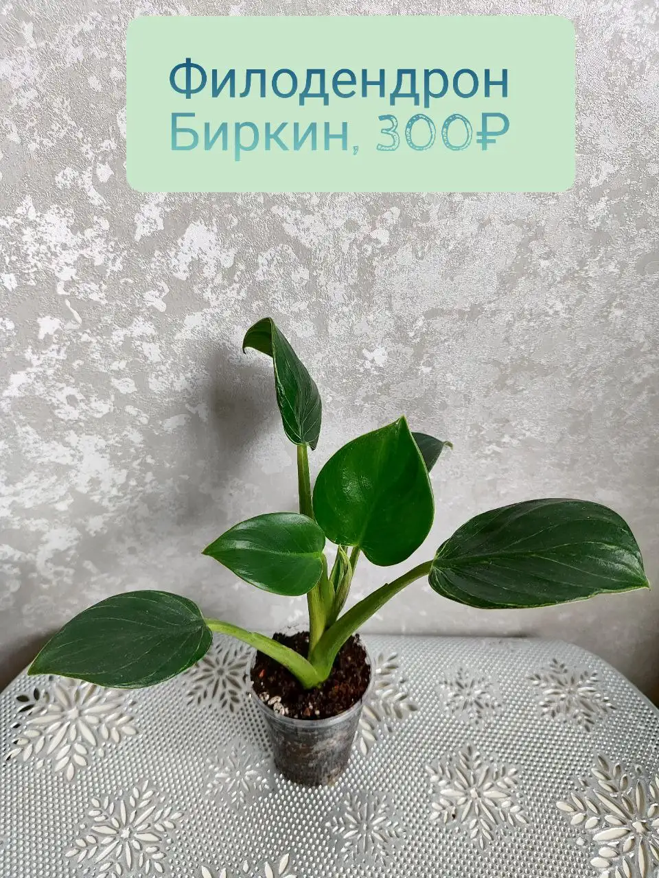Филодендрон Биркин - Комнатные растения (Хобби и отдых) в Красноярск