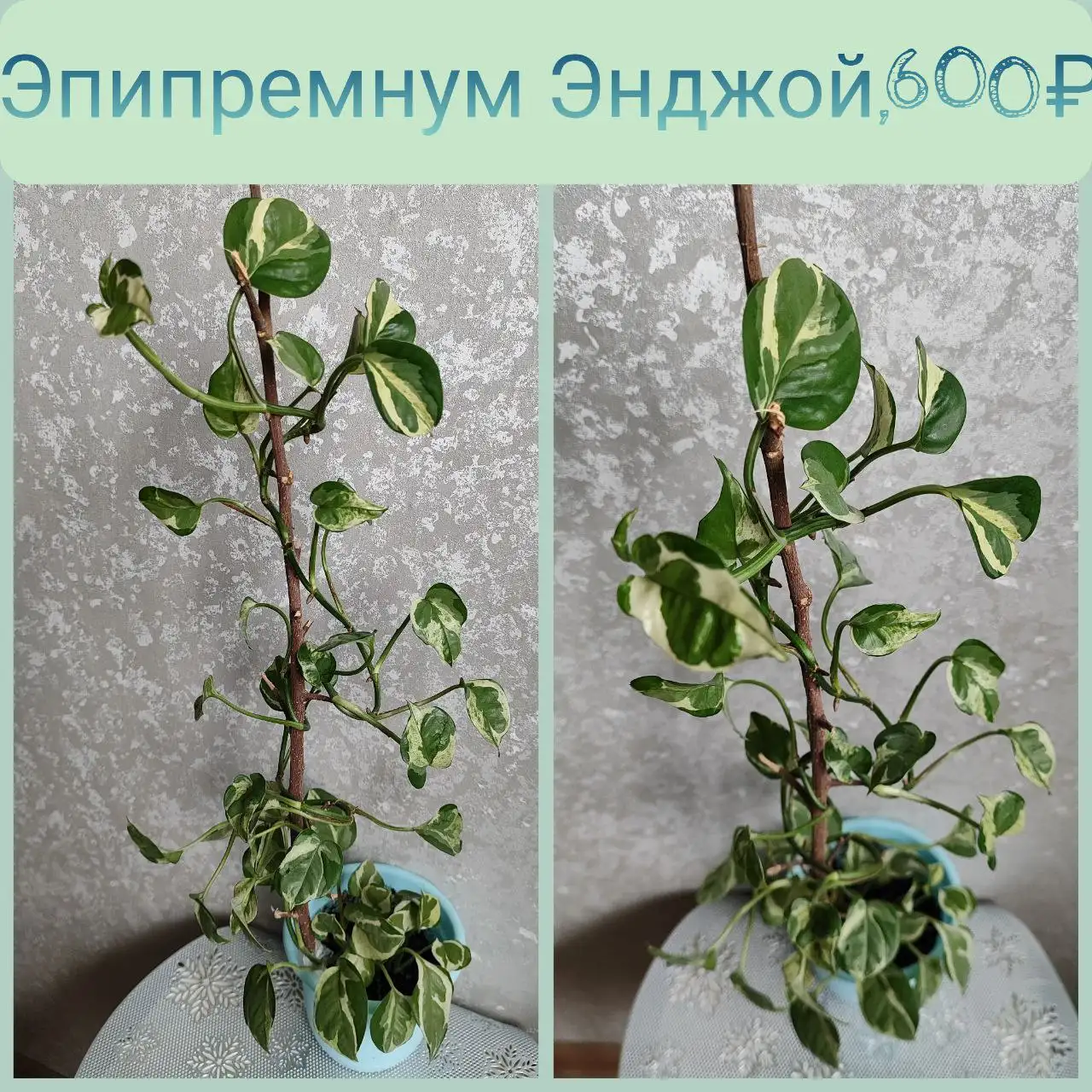 Эпипремнум Энджой длинная лиана - Растения в Красноярск