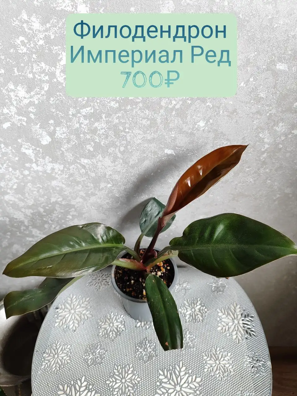 Филодендрон империал Ред - Комнатные растения (Растения) в Красноярск