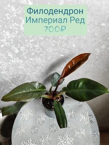 Филодендрон империал Ред - частное объявление в Красноярск