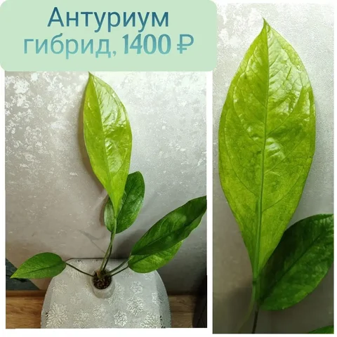 Продам Антуриум декоративнолиственный гибрид - частное объявление в Красноярск