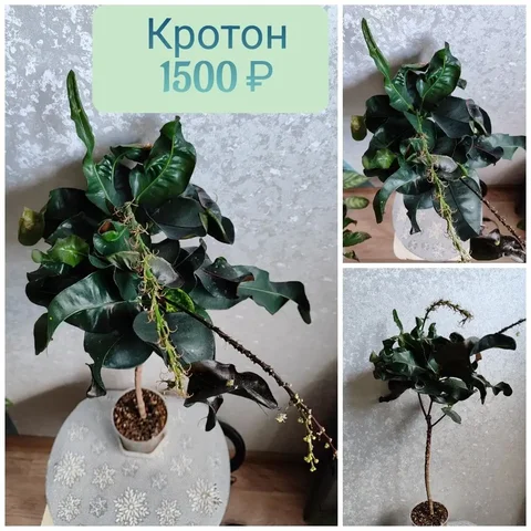Кротон в 3 макушки - частное объявление в Красноярск