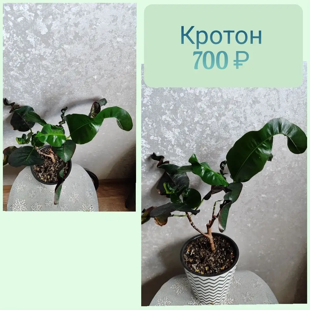 Кротон (Комнатное растение) - Комнатные растения (Электроника) в Красноярск