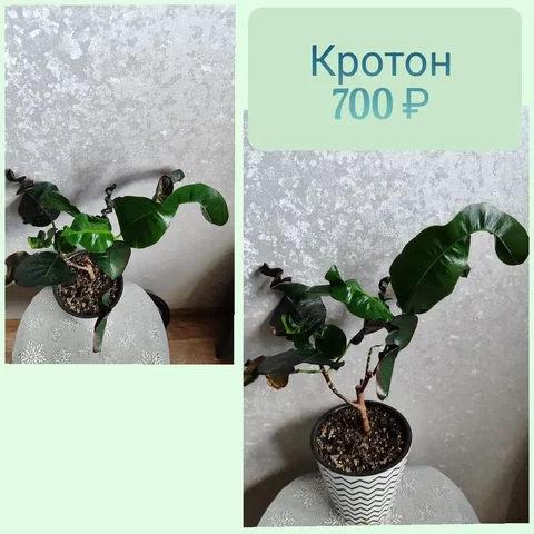 Кротон (Комнатное растение) - частное объявление в Красноярск