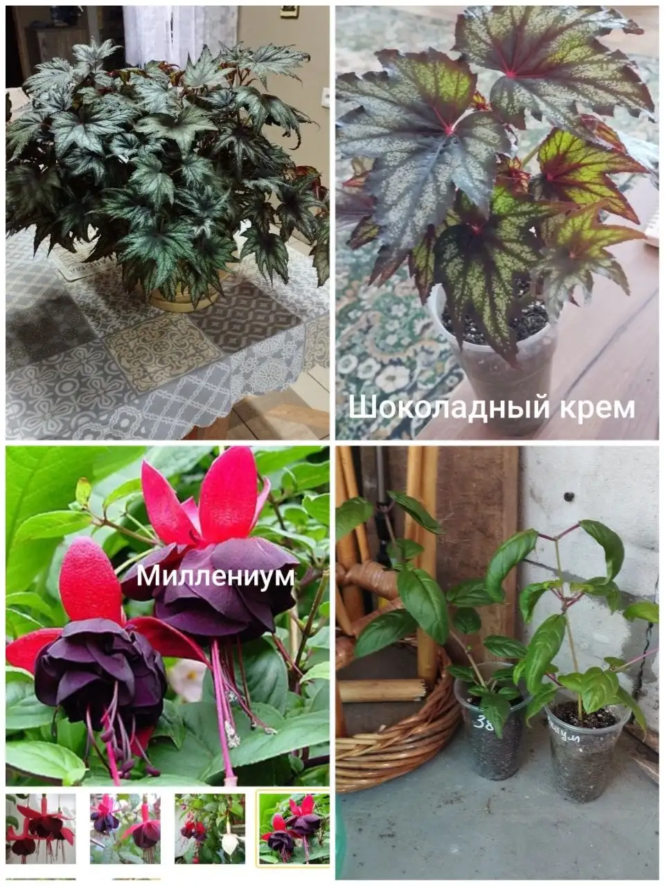 Продажа черенков бегонии и фуксии - Интерьер (Хобби и отдых) в Красноярск