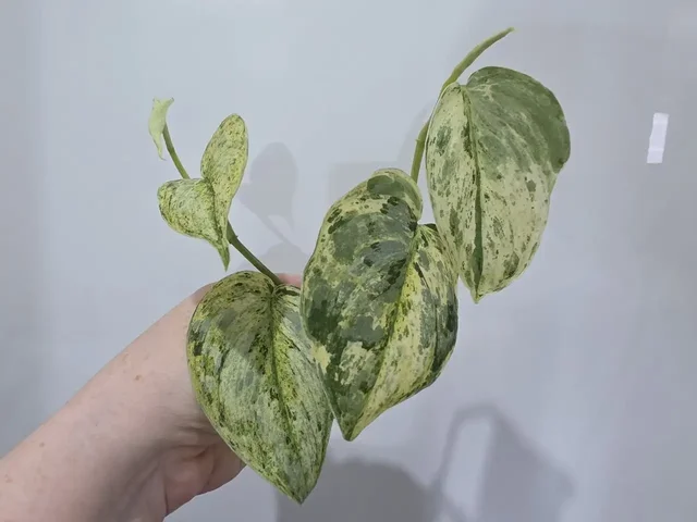 Черенки Peasun (Эпипремнум) для укоренения - частное объявление в Красноярск