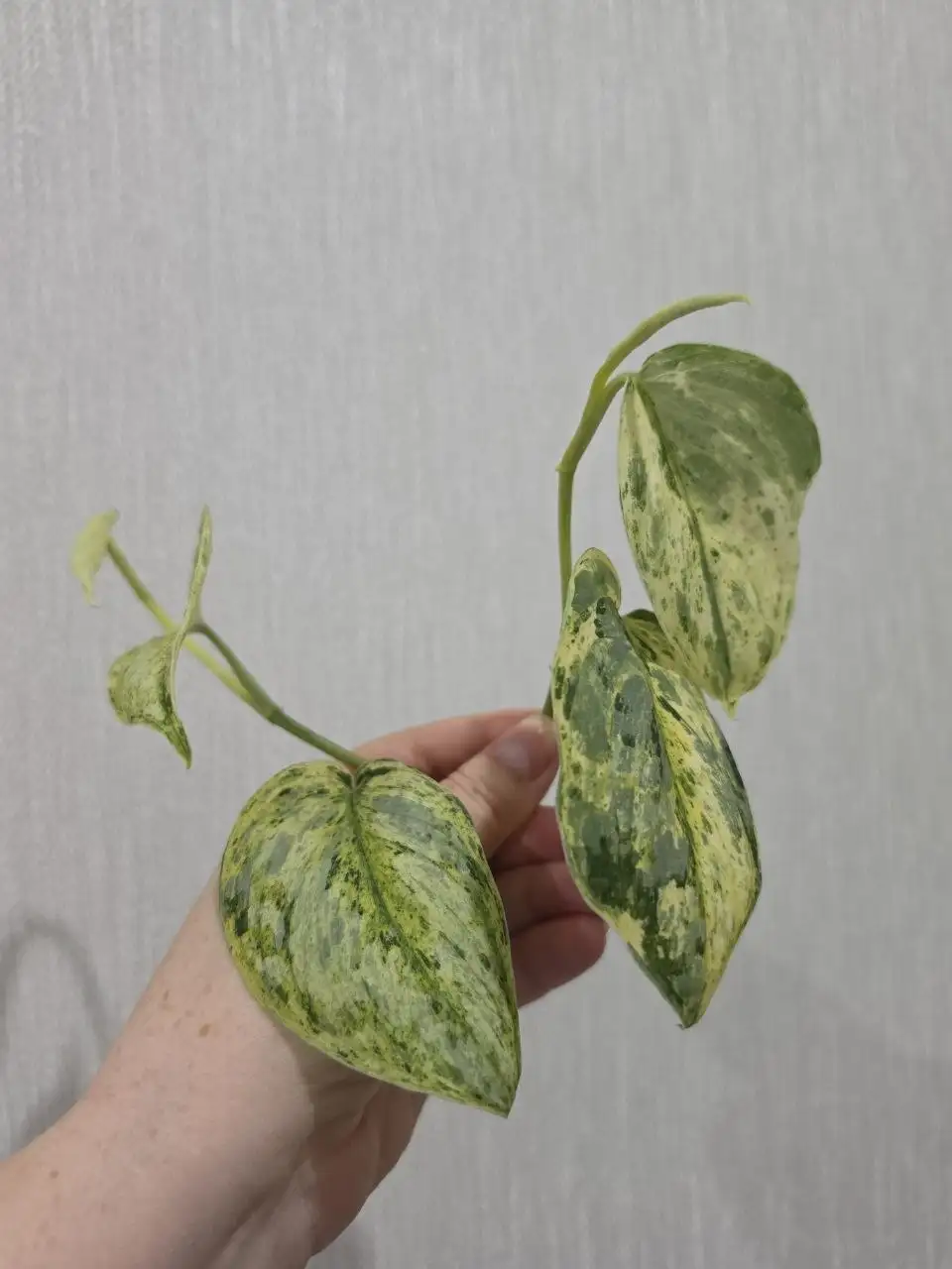 Черенки Peasun (Эпипремнум) для укоренения - Растения в Красноярск