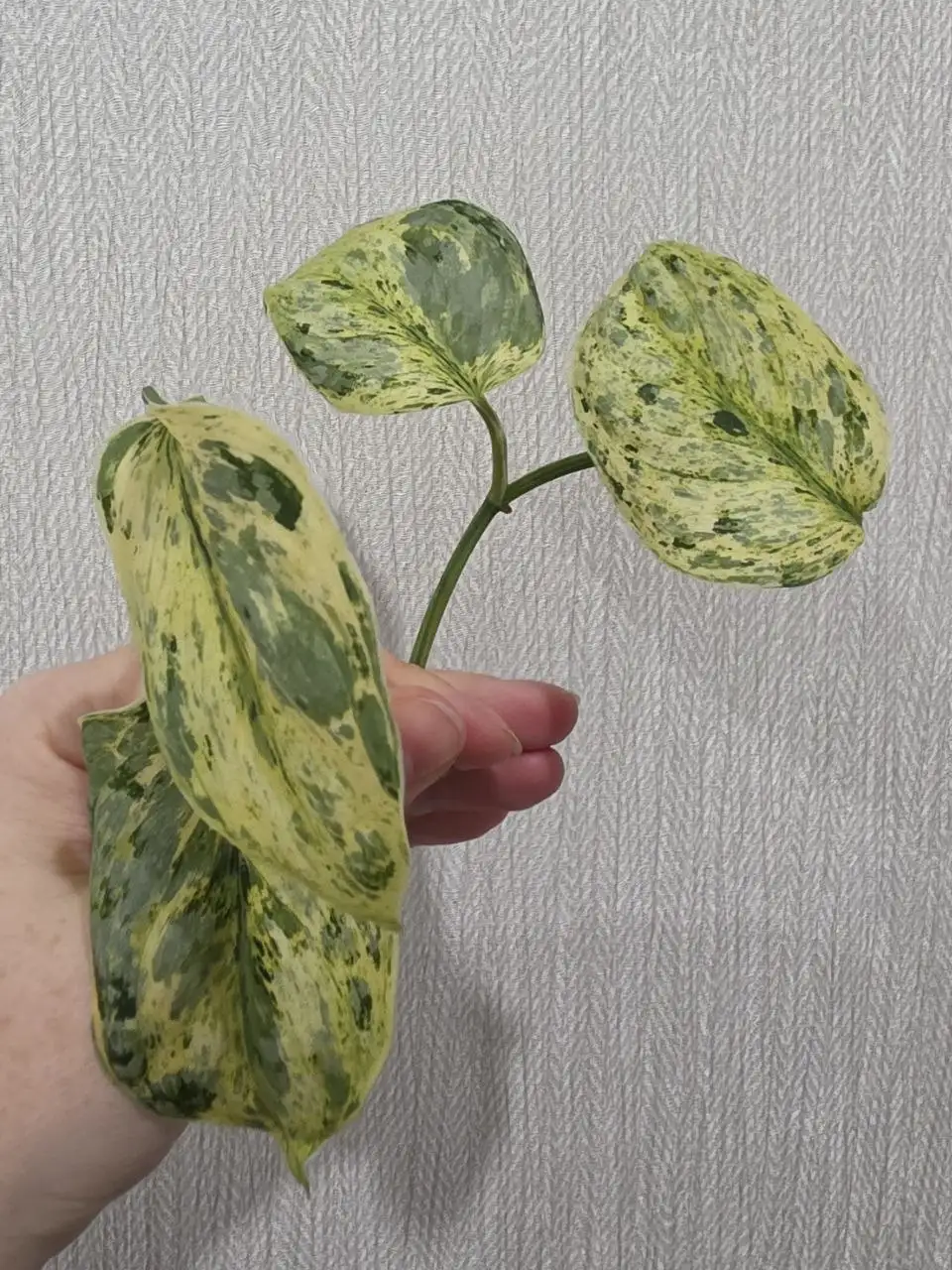 Черенки Peasun (Эпипремнум) для укоренения - Растения в Красноярск