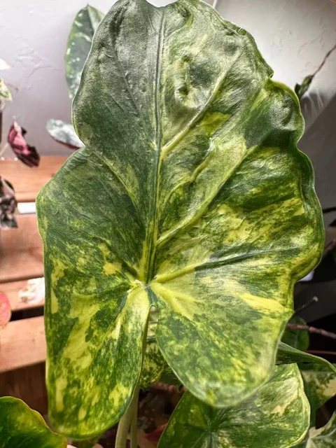 Продажа Alocasia macrorhizos shock treatment - Мебель для гостиной в Ростов-на-Дону
