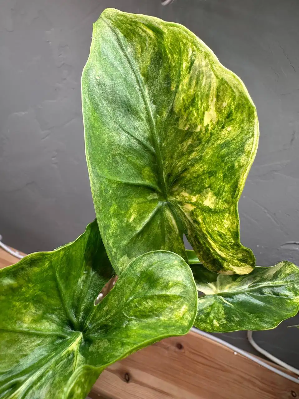 Продажа Alocasia macrorhizos shock treatment - Комнатные растения (Для дома и дачи) в Ростов-на-Дону