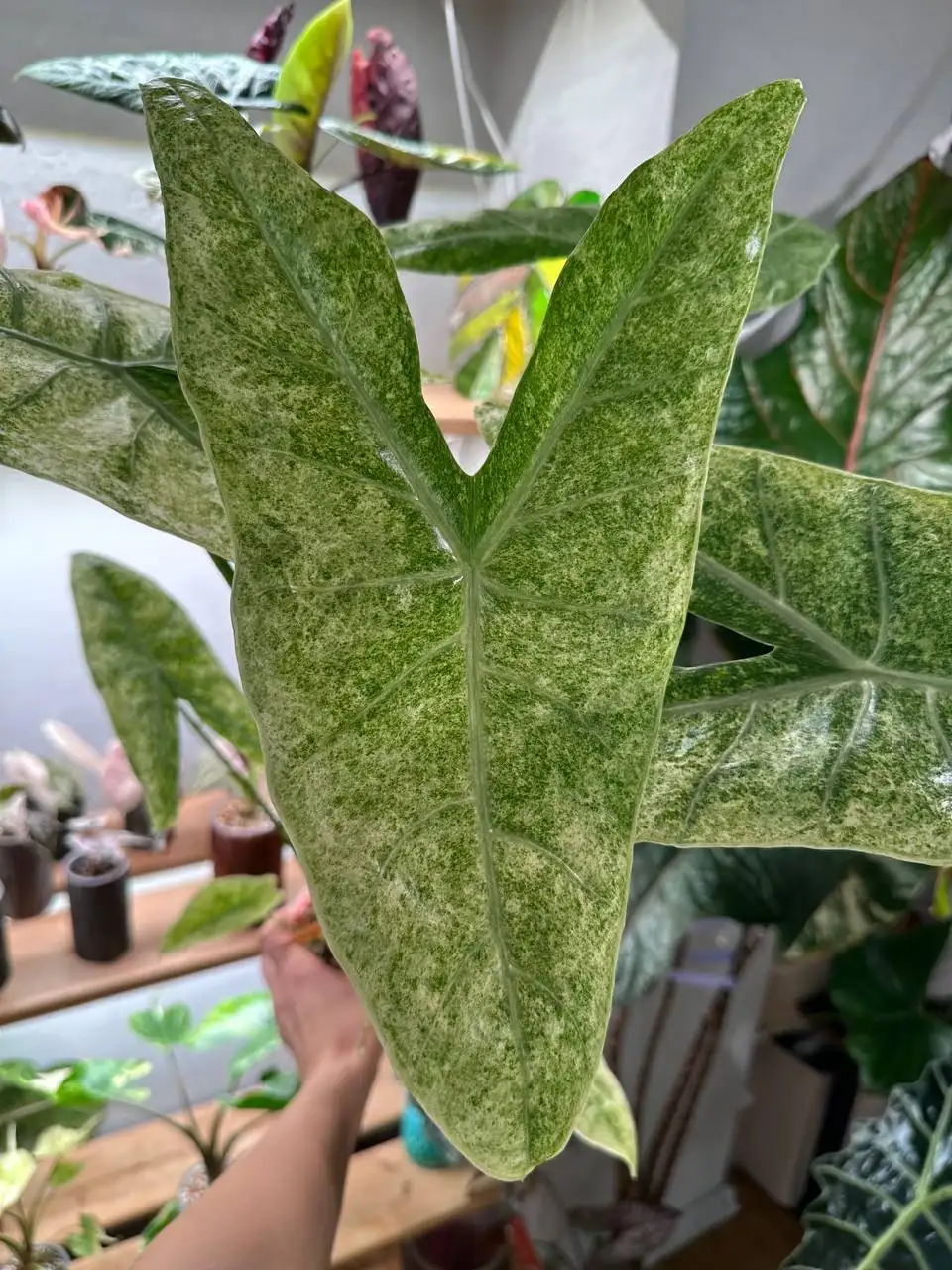 Alocasia Longinoba Mootled (лонгилоба моттлед) - Растения (Хобби и отдых) в Ростов-на-Дону
