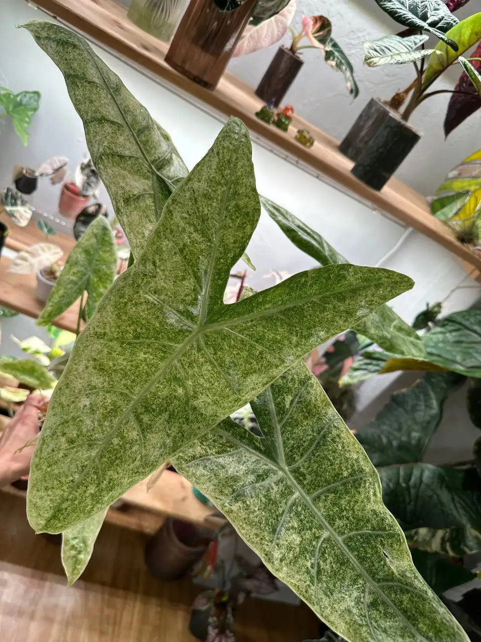 Alocasia Longinoba Mootled (лонгилоба моттлед) - Растения (Хобби и отдых) в Ростов-на-Дону