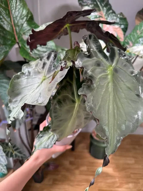 Alocasia Venom (Корея) детка из клубня #1 - Товары для праздника в Ростов-на-Дону
