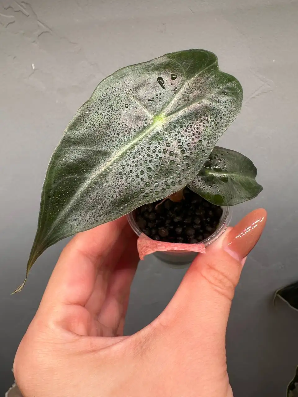 Alocasia Venom (Корея) детка из клубня #1 - Комнатные растения (Хобби и отдых) в Ростов-на-Дону