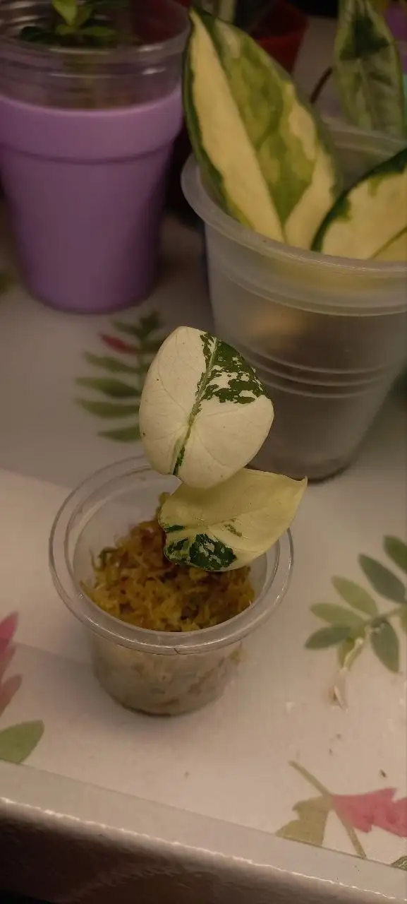 Алоказия блек вельвет пинк - Комнатные растения (Для дома и дачи) в Красноярск
