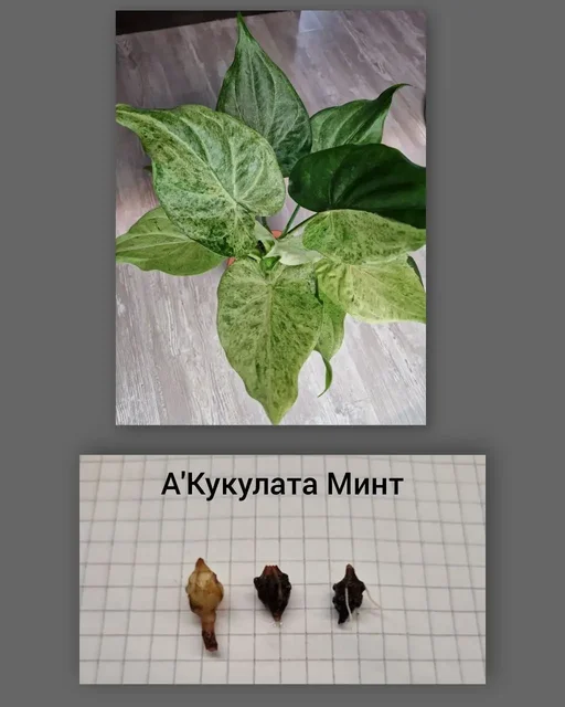 Продажа клубней Алоказий - Сувениры в Барнаул