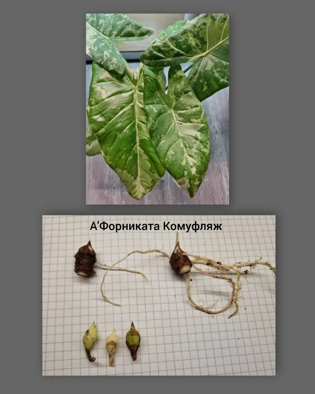 Продажа клубней Алоказий - Растения (Хобби и отдых) в Барнаул