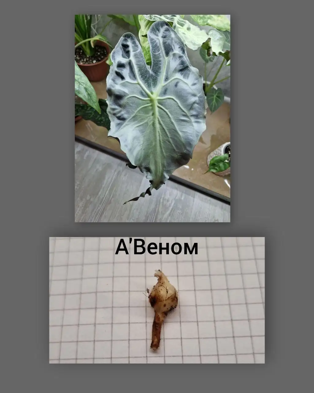 Продажа клубней Алоказий - Растения (Хобби и отдых) в Барнаул