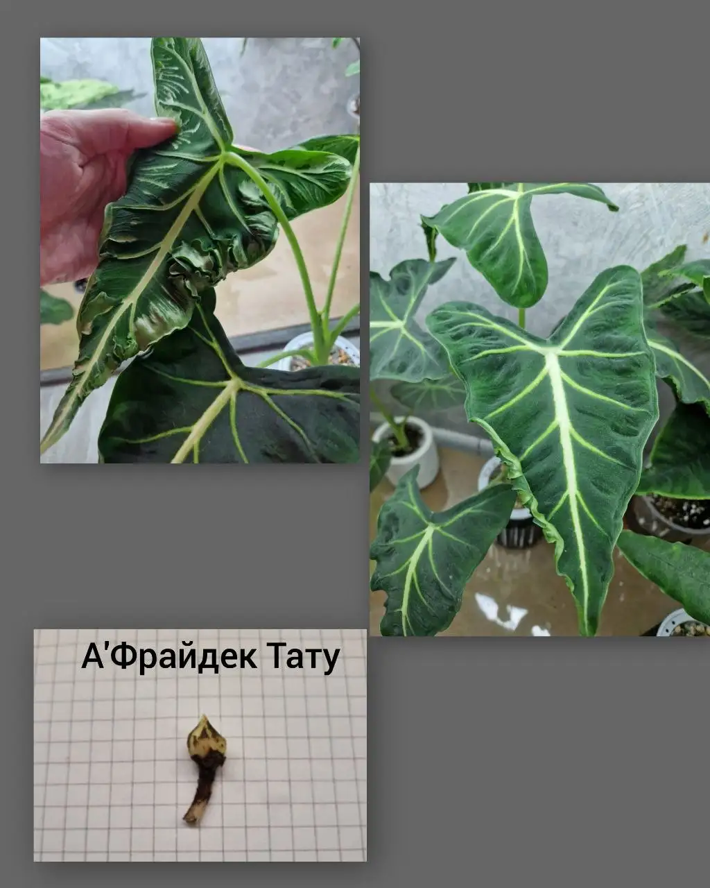Продажа клубней Алоказий - Растения (Хобби и отдых) в Барнаул