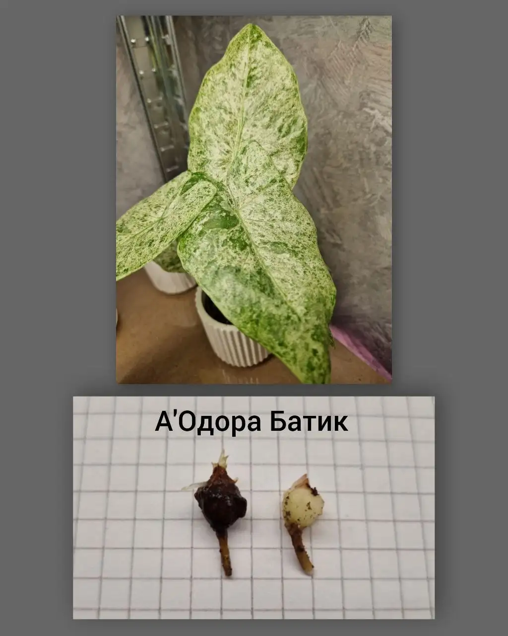 Продажа клубней Алоказий - Растения (Хобби и отдых) в Барнаул