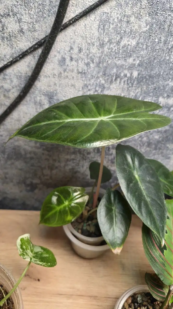 Алоказия, сингониум - продажа растений - Растения (Хобби и отдых) в Красноярск