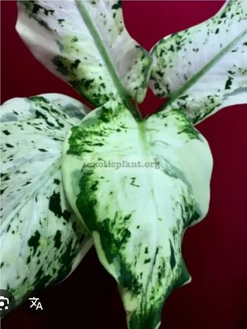 Комнатное растение из Новосибирска - Хобби и отдых в Красноярск