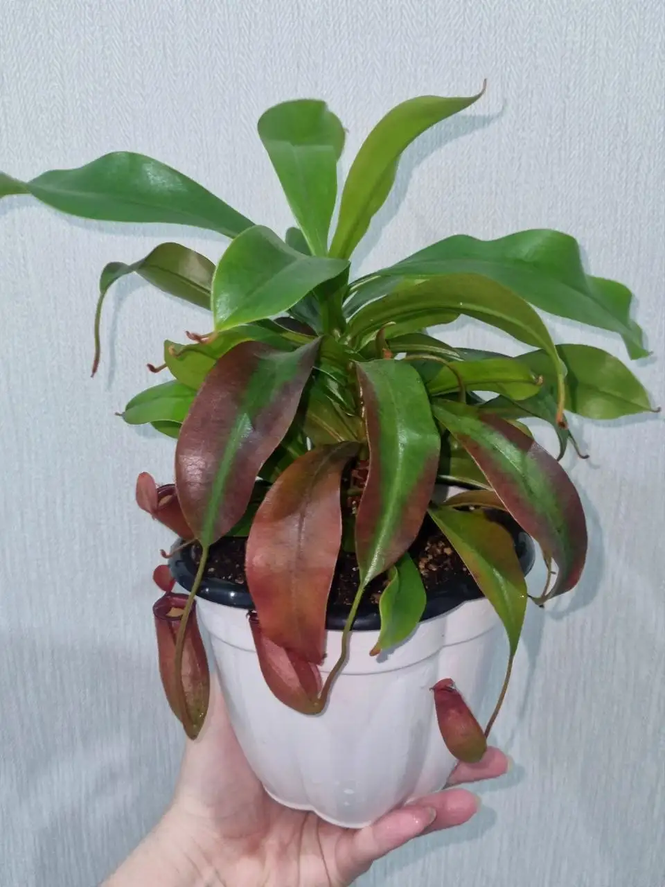 Непентес Кровавая Мэри - Комнатные растения (Растения (не из списка)) в Красноярск